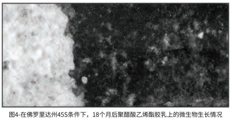 圖4在佛羅里達州45S條件下，18個月后聚醋酸乙烯酯膠乳上的微生物生長情況